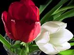 web-117-1768_img.jpg
